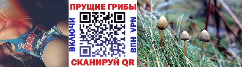 kraken ссылки  Щёкино  Псилоцибиновые грибы мицелий 